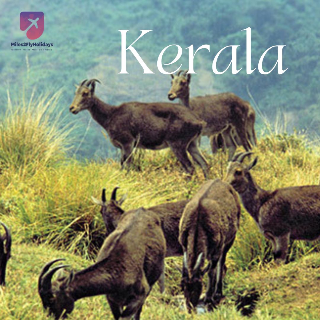 Hills, Wildlife & Backwaters